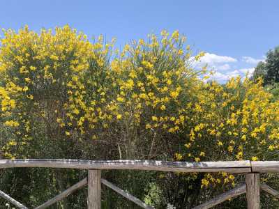...ci gustiamo la parte finale della nostra pedalata, scandita da intensi colori: l'oro del grano, il giallo delle ginestre...